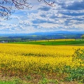 Schöppenstedt 