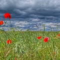 Mohn