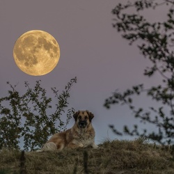 Mond und Sterne