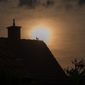 Taube