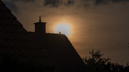 Taube