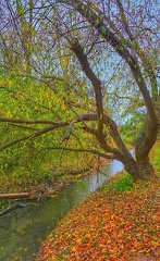 Herbstlicher Okerarm Linden