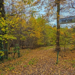 Wandern Mascheroder Holz