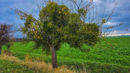 Mistelbaum